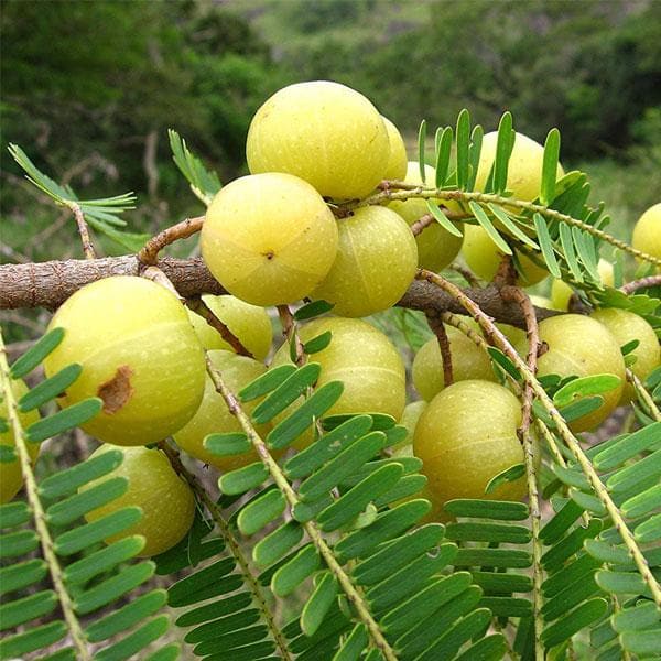 Amlaki
